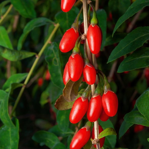 Jagoda goji 'Big Berry' Lycium barbarum duże czerwone owoce