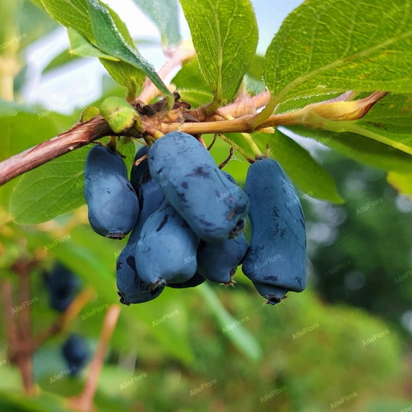 Jagoda kamczacka 'Karina' Lonicera caerulea duże owoce na początek lata