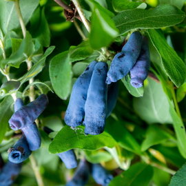 Jagoda kamczacka 'Zojka' Lonicera caerulea plenna odmiana o dużych owocach