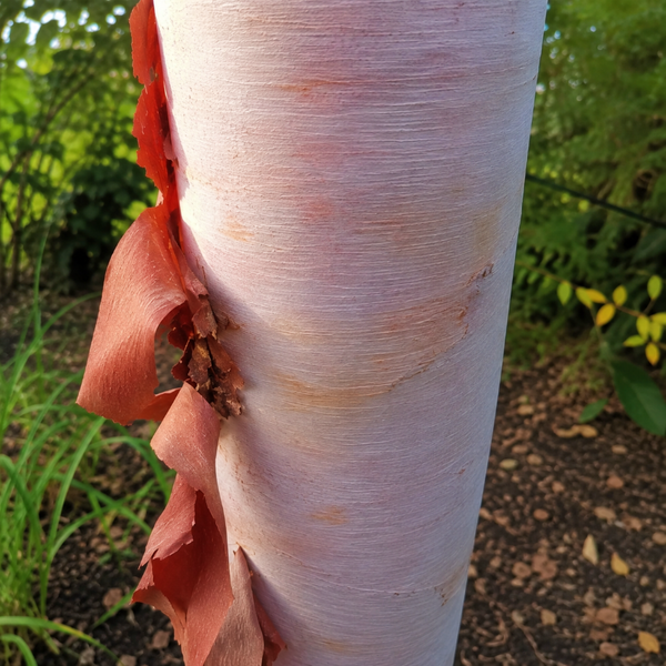 Brzoza 'Ruby Chocolate' Betula utilis subsp. albosinensis ozdobna kora