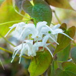 Epimedium 'White Hart' Miniaturowe Okrywowe Do Cienia Doniczka 2.0L