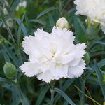 Goździk Ogrodowy 'Grenadin White' Biały (Dianthus) Siny Pierzasty