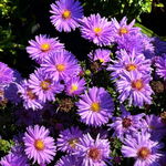 Aster 'Magic Lavender' Michałek Fioletowy Lawendowy Doniczka 1.0L