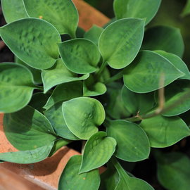 Funkia Hosta 'Baby Bunting' wiele sadzonek Miniaturka, Doniczka 2.0L