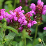 Głowienka różowa wielkokwiatowa (Prunella grandiflora) Doniczka 2.0L