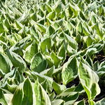 Funkia Hosta 'Patriot' W DONICZCE, BIAŁO ZIELONE LIŚCIE Dekoracyjna