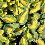 Funkia Hosta 'Great Expectations' W DONICZCE, Żółta Dekoracyjna Duże liście