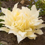 Funkia Hosta 'White Feather' W DONICZCE 2.0L Białe liście