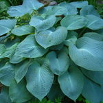 Funkia Hosta 'Big Mama' Wielkie Niebieskie Liście W DONICZCE 2.0L