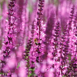 Szałwia omszona 'Pink Rianne' (Salvia nemorosa) W Doniczce 1L