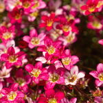 Skalnica Arendsa 'Touran Pink'  Różowa Skalniak (Saxifraga x arendsii)