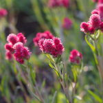 Ukwap dwupienny 'Rubra' Różowy Czerwony Na Skalniak (Antennaria dioica)
