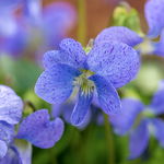 Fiołek motylkowaty 'Dark Freckles' (Viola sororia) Doniczka 1.0L
