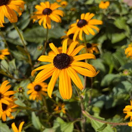 Rudbekia błyskotliwa 'Goldsturm' Złota; Duża sadzonka (Rudbeckia fulgida)