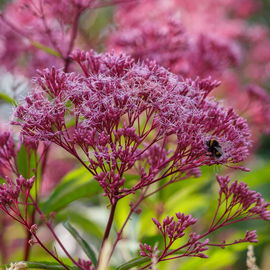 Sadziec plamisty 'Atropurpureum' Różowy, doniczka 2L (Eupatorium maculatum)