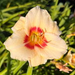 Liliowiec 'Pandora's Box' (Hemerocallis) P13