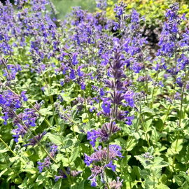 Kocimiętka, mięta, pięknie kwitnie NOWOŚĆ 'Hill Grounds' (Nepeta) sadzonka
