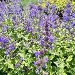 Kocimiętka, mięta, pięknie kwitnie NOWOŚĆ 'Hill Grounds' (Nepeta) sadzonka