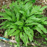 Funkia Hosta 'Stiletto' Miniaturka Doniczka 2.0L