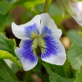 Fiołek Motylkowy 'Priceana' (Viola sororia) Doniczka 1.0L