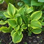 Funkia Hosta 'Golden Tiara' W DONICZCE 2.0L Jasne liście z żółtym brzegiem