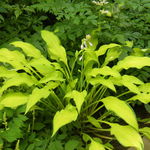 Funkia Hosta 'Pineapple Upsidedown Cake' W DONICZCE 2.0L, Żółta Dekoracyjna