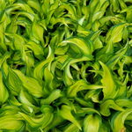 Funkia Hosta 'Lakeside Little Tuft' W DONICZCE 2.0L, Miniaturowa, żółta