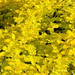 Przetacznik rozesłany żółty 'Aztec Gold' (Veronica prostrata) Doniczka 1.0L