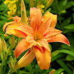 Liliowiec rdzawy 'Kwanso' Pomarańczowy Doniczka 2.5L (Hemerocallis fulva)