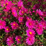 Aster nowobelgijski 'Magic Deep Rose' (Aster novi-belgii) Doniczka 2.0L