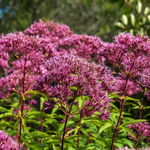 Sadziec plamisty 'Red Dwarf' Różowy, doniczka 2L (Eupatorium maculatum)