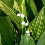 Konwalia majowa 'Polish Beauty' Pstra W DONICZCE 1.0L (Convallaria majalis)
