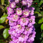Ostróżka ogrodowa 'Excalibur Lilac Rose White Bee' (Delphinium elatum) 2.0L