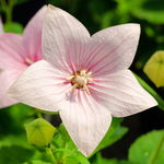 Rozwar wielkokwiatowy 'Astra Rose' Różowy (Platycodon grandiflorus)  1.0L