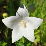 Rozwar wielkokwiatowy 'Astra White' Biały (Platycodon grandiflorus) 1.0L