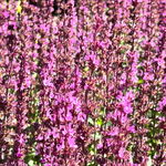 Szałwia omszona Różowa 'Synchro Pink' (Salvia nemorosa) W Doniczce 1L