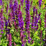 Szałwia omszona Niebieska 'New Dimension Blue' (Salvia nemorosa) W Doniczce