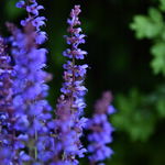 Szałwia omszona Niebieska 'Carina' (Salvia x hybrida) W Doniczce 1L