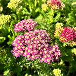 Krwawnik pospolity różowy 'Desert Eve Deep Rose' (Achillea millefolium)