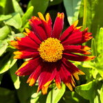 Nachyłek wielkokwiatowy czerwony 'Uptick Red' (Coreopsis grandiflora)