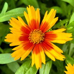 Nachyłek wielkokwiatowy 'Uptick Gold & Bronze' (Coreopsis grandiflora)