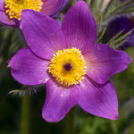 Sasanka zwyczajna 'Pinwheel Blue Violet Shades' (Pulsatilla vulgaris) P9