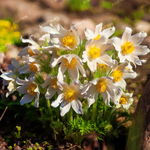 Sasanka zwyczajna 'Pinwheel White' (Pulsatilla vulgaris) Poj. P9
