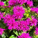 Pysznogłówka ogrodowa różowa 'Balmy Lilac' (Monarda didyma) Doniczka 1.0L