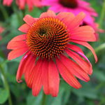 Jeżówka purpurowa 'Cheyenne Spirit' (Echinacea purpurea) Doniczka 1.0L