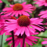 Jeżówka purpurowa 'Praire Splendor Compact Dark Rose' (Echinacea) 1.0L