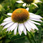 Jeżówka purpurowa 'Praire Splendor Compact White' (Echinacea purpurea) 1.0L