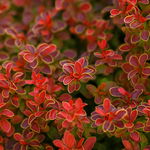 Berberys Thunberga 'Ruby Star' (Berberis thunbergii) Doniczka 2.0L