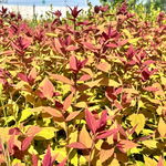 Tawuła japońska 'Macrophylla' (Spiraea japonica) Doniczka P13
