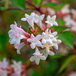 Abelia wielkokwiatowa (Abelia × grandiflora) Doniczka 2.0L